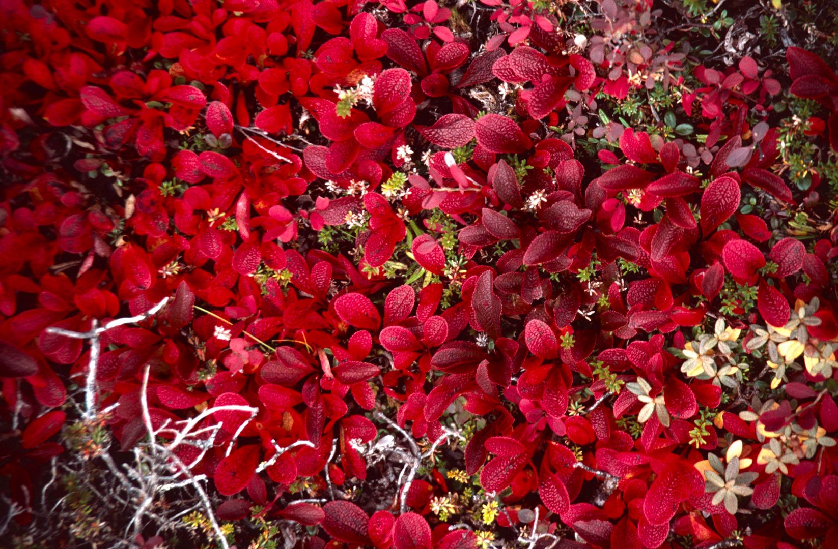 Herbstliche Tundra, Manitoba - 1995