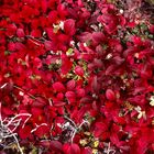 Herbstliche Tundra, Manitoba - 1995