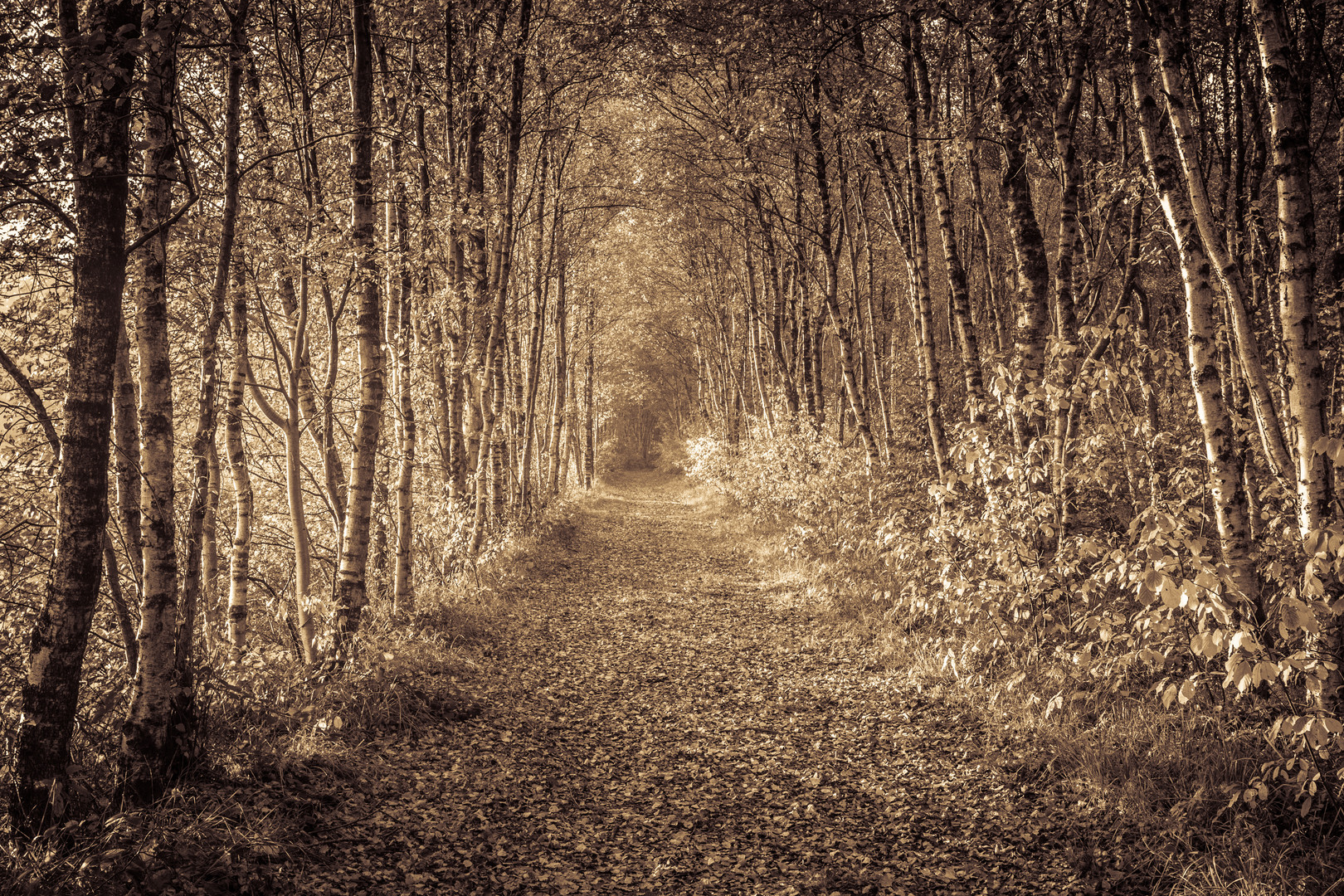 Herbstliche Tunnelblick....