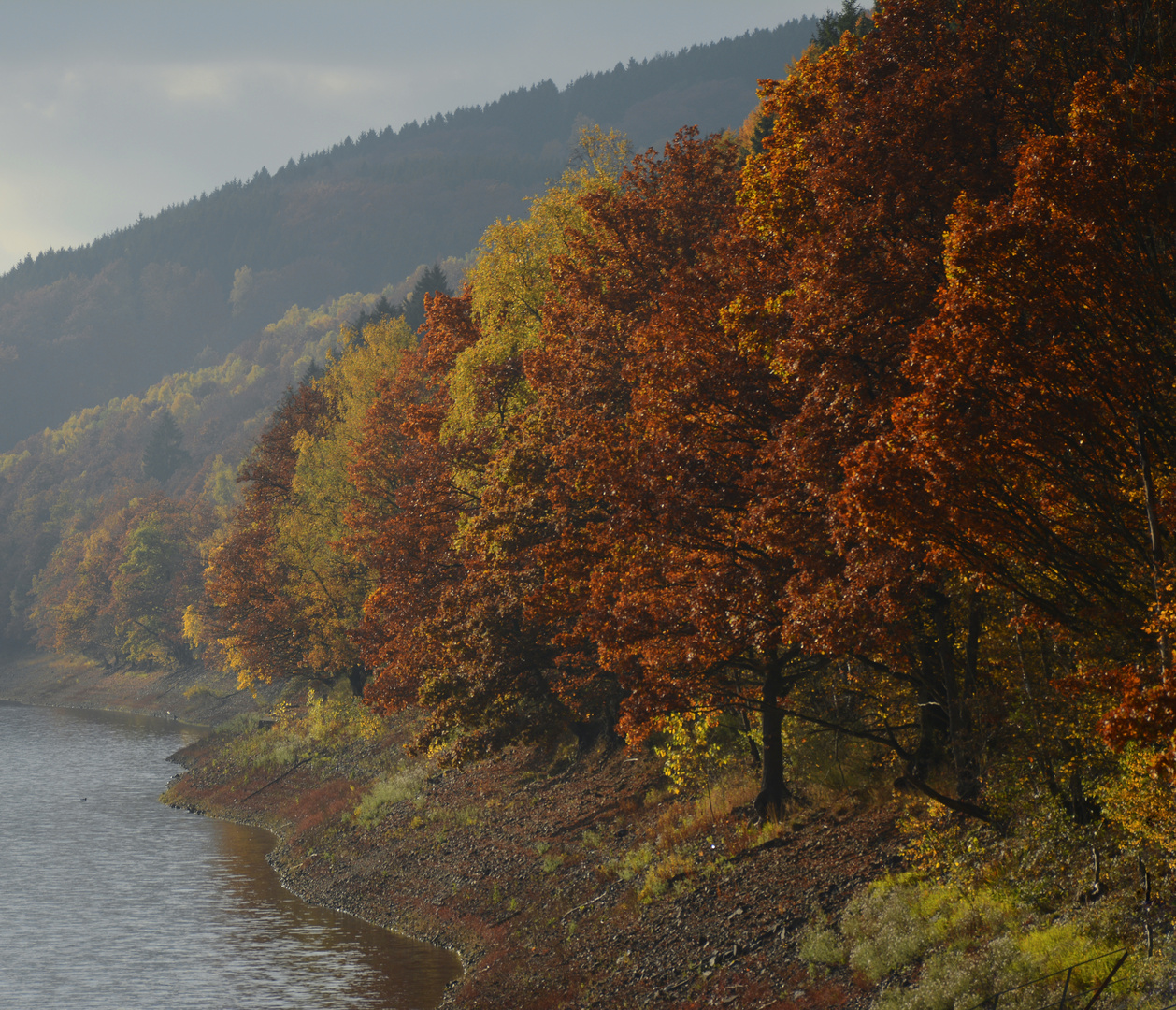 herbstliche Uferbäume am Talsperrenufer