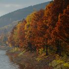 herbstliche Uferbäume am Talsperrenufer