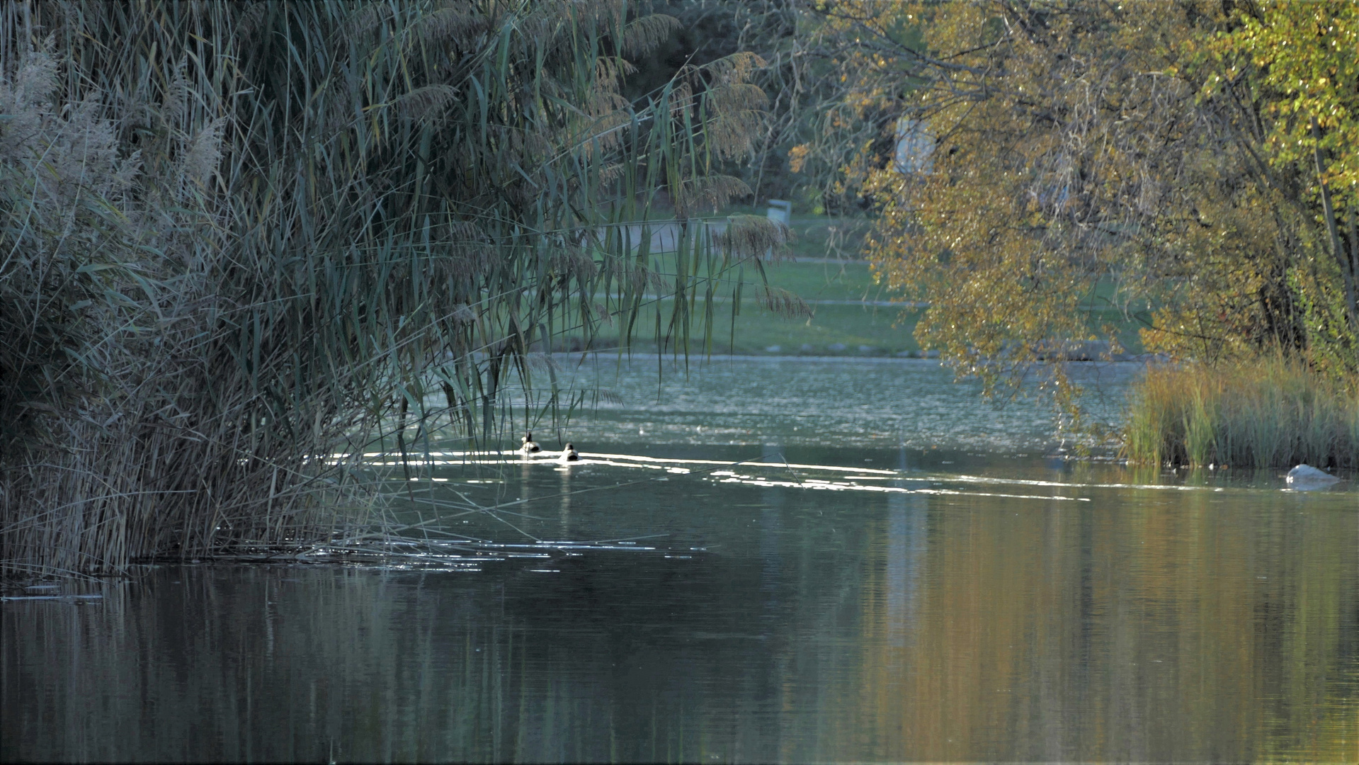 Herbstliche Uferlandschaft am kleinen Weiher...