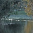 Herbstliche Uferlandschaft am kleinen Weiher...