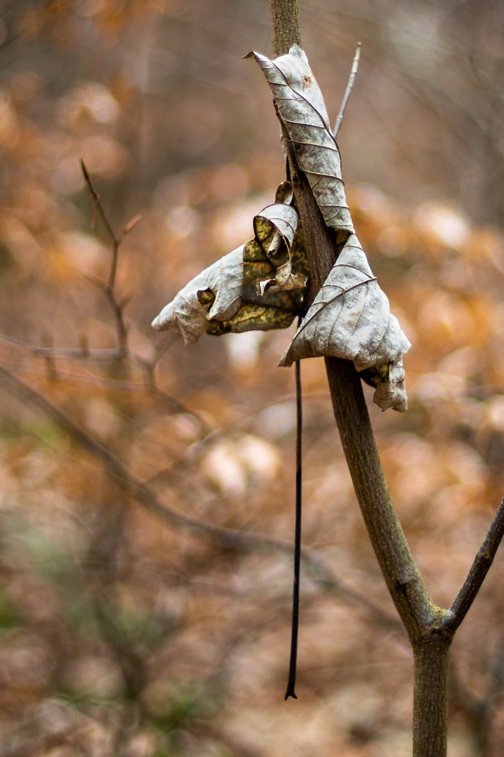 Herbstliche Umarmung