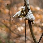 Herbstliche Umarmung