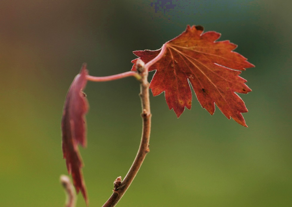 Herbstliche Veränderung