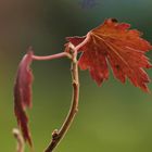 Herbstliche Veränderung