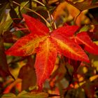 herbstliche Verfärbung