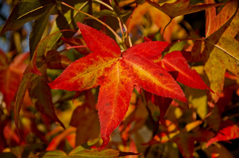 herbstliche Verfärbung