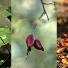 herbstliche Verführung