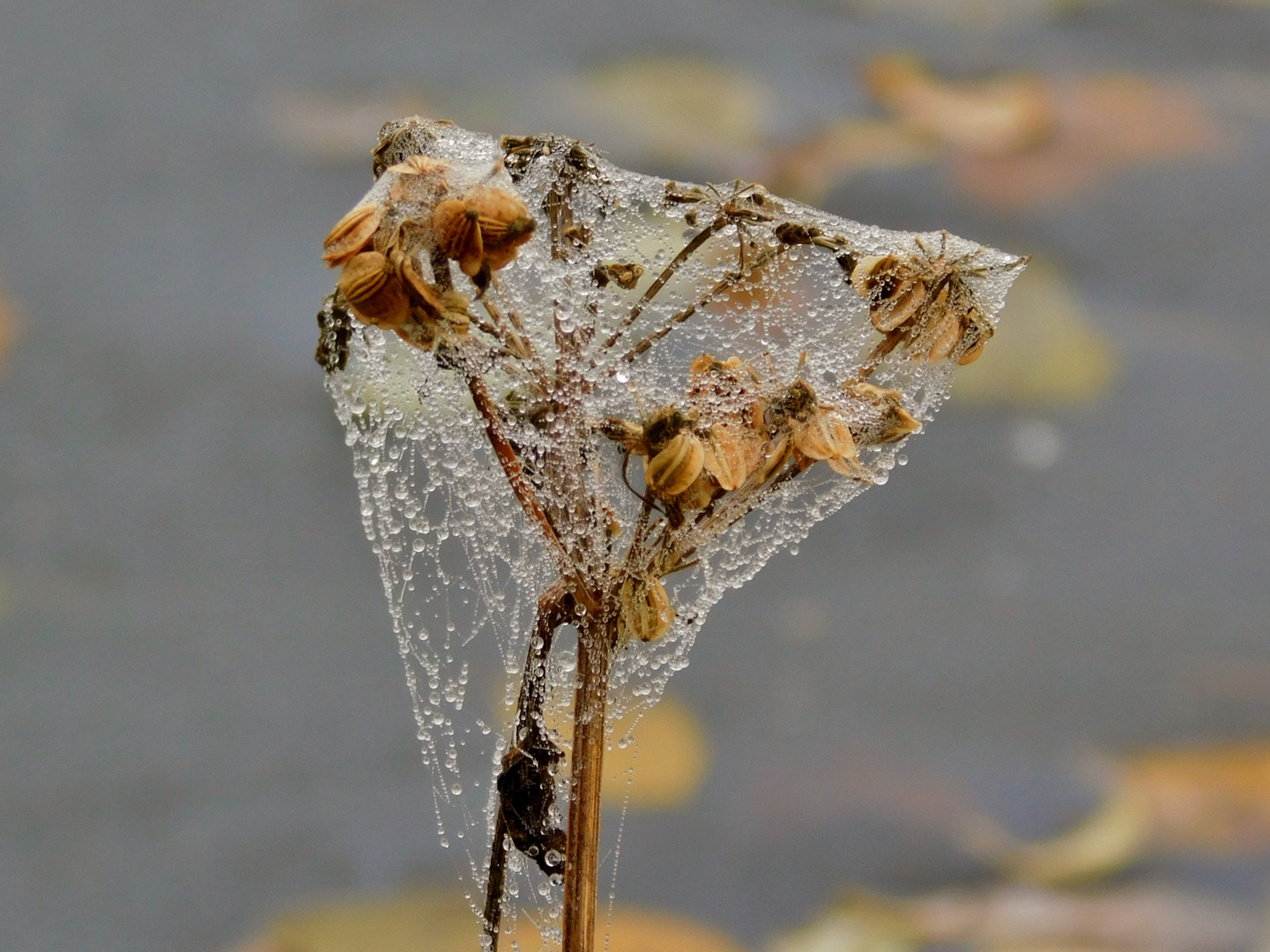 Herbstliche Verpackung