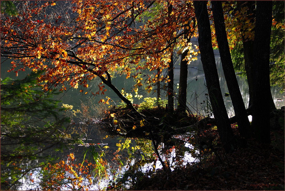 HERBSTLICHE VIELFALT . . . . .