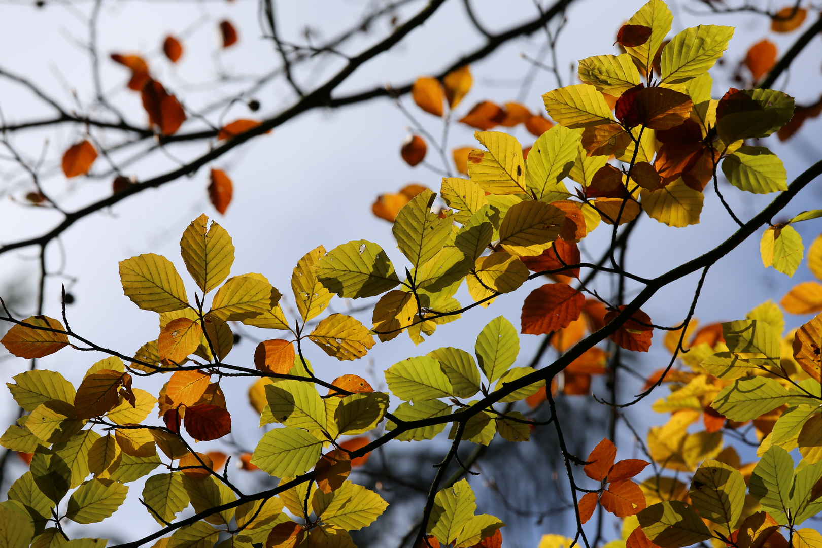 Herbstliche Vielfalt