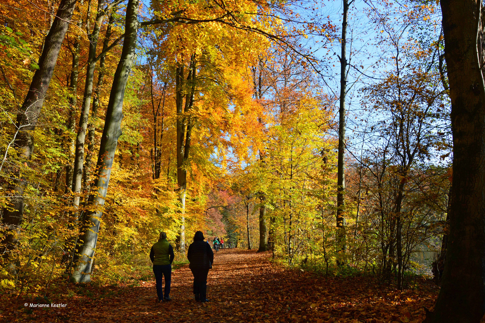 herbstliche Völkerwanderung im Stadtwald