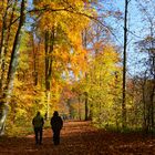 herbstliche Völkerwanderung im Stadtwald