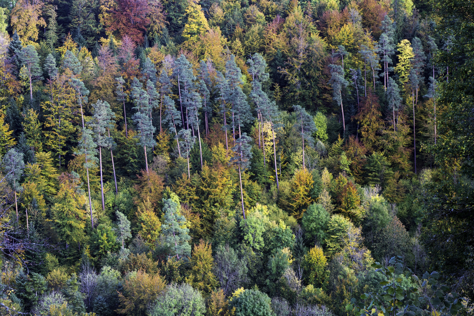 Herbstliche Wälder