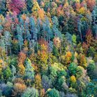 Herbstliche Wälder