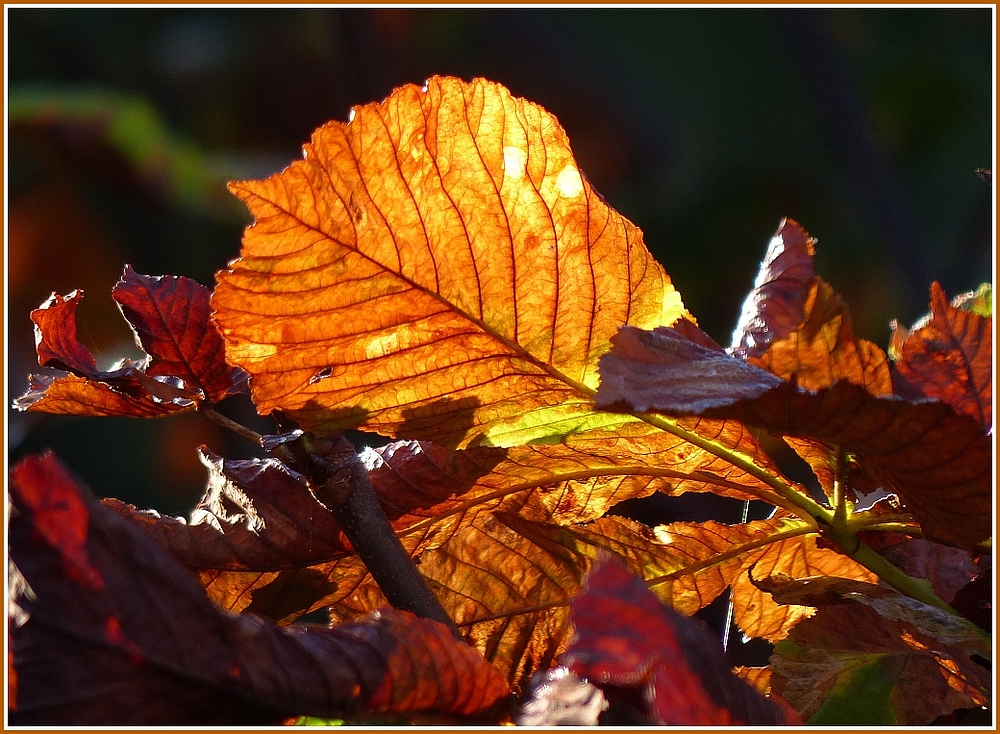 Herbstliche Wärme