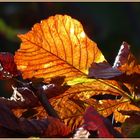 Herbstliche Wärme