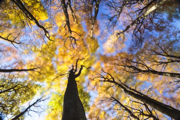 herbstliche Wald im Wind, Insel Rügen