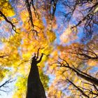 herbstliche Wald im Wind, Insel Rügen