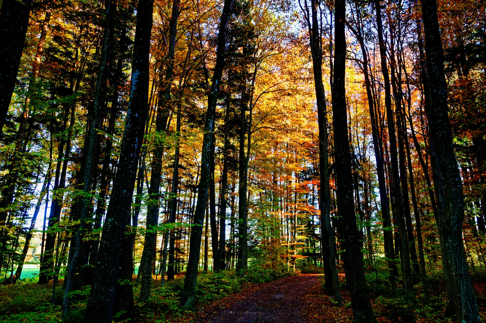 Herbstliche Wald-Lichtspiele