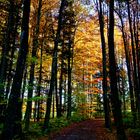 Herbstliche Wald-Lichtspiele