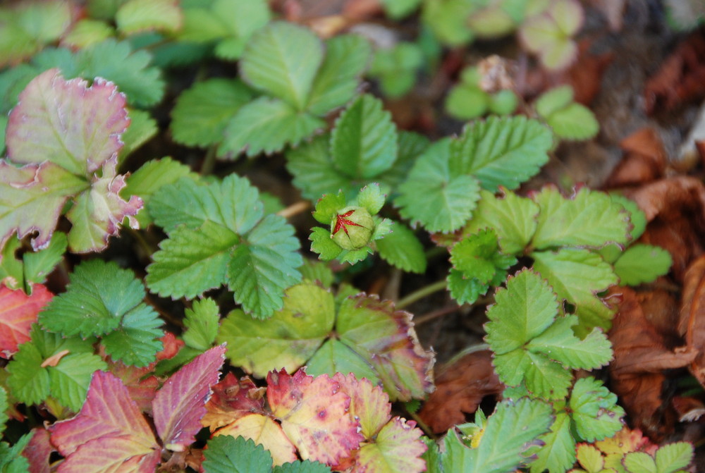 Herbstliche Walderdbeeren