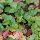 Herbstliche Walderdbeeren