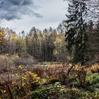 herbstliche Waldlichtung