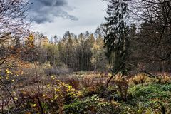 herbstliche Waldlichtung