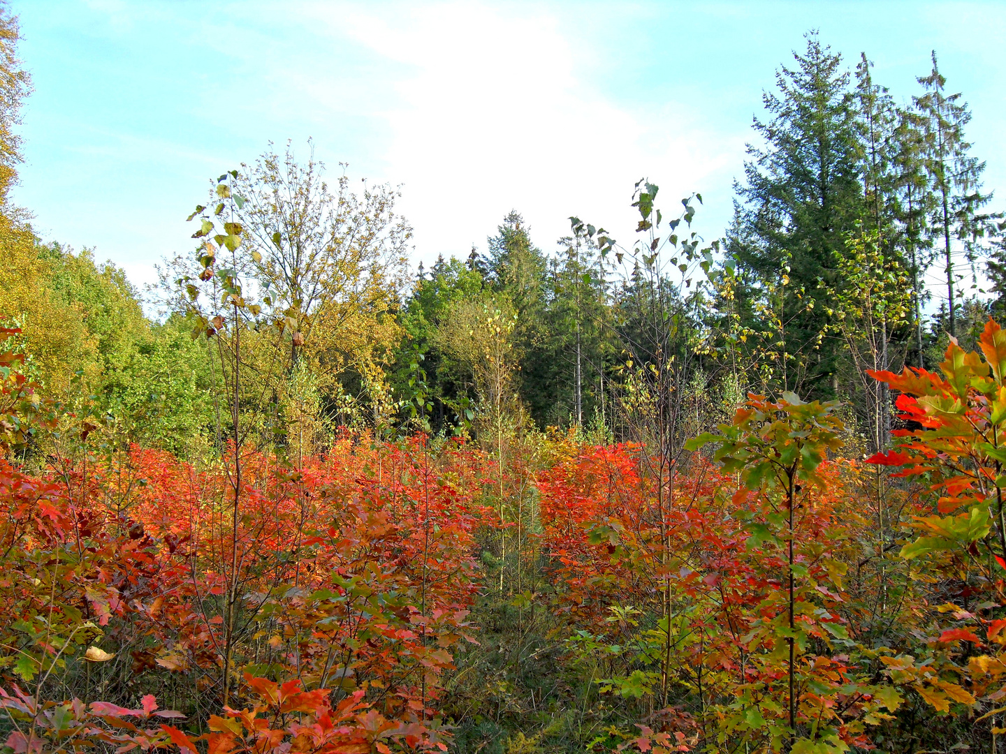 Herbstliche Waldlichtung im Hinzel