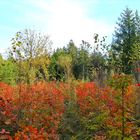 Herbstliche Waldlichtung im Hinzel