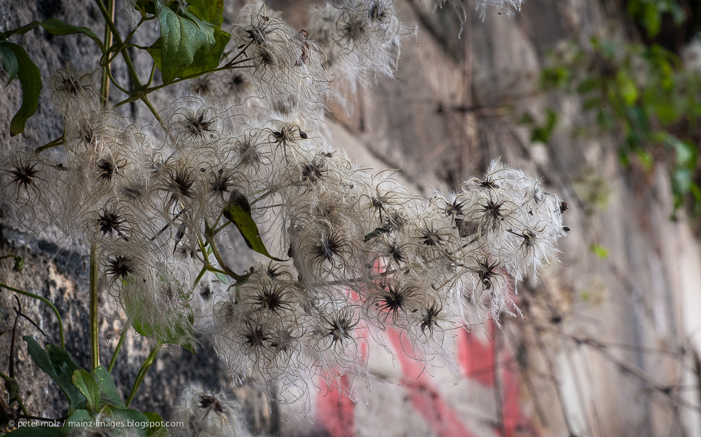 herbstliche Waldrebe / Klematis