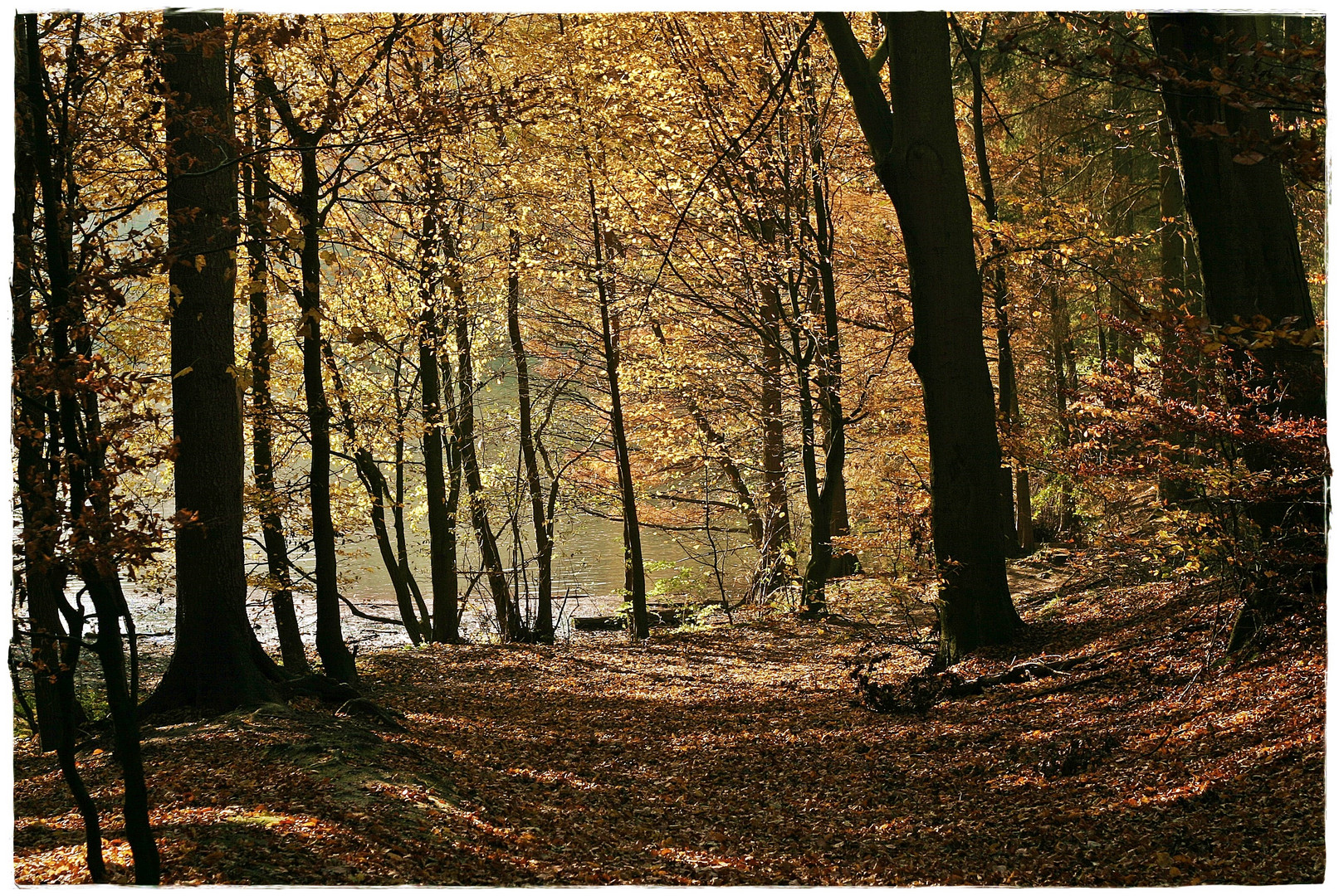 Herbstliche Waldstimmung