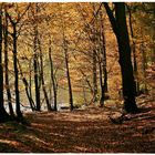 Herbstliche Waldstimmung