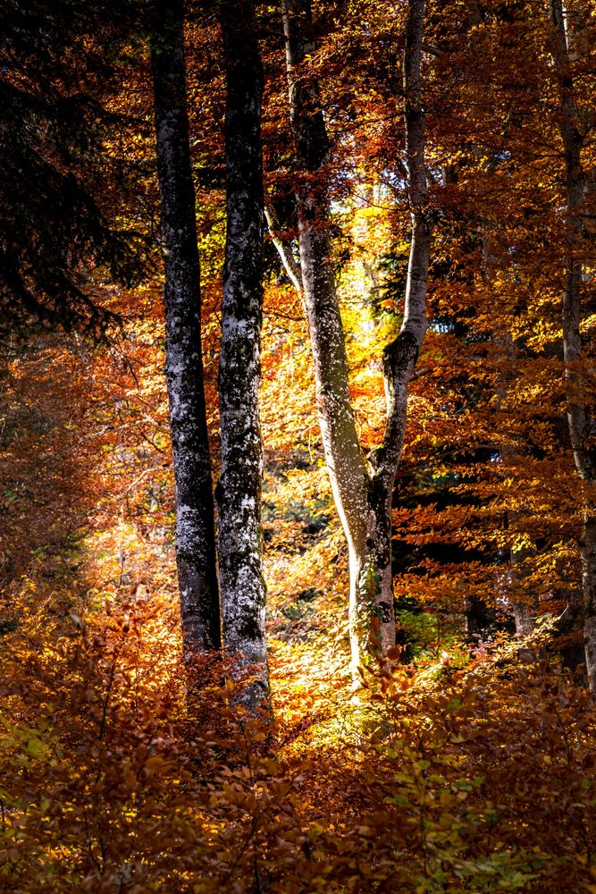 Herbstliche Waldstimmung