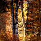 Herbstliche Waldstimmung