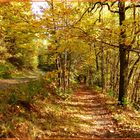 herbstliche Waldwege 2