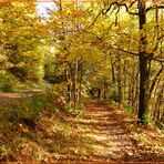 herbstliche Waldwege 2