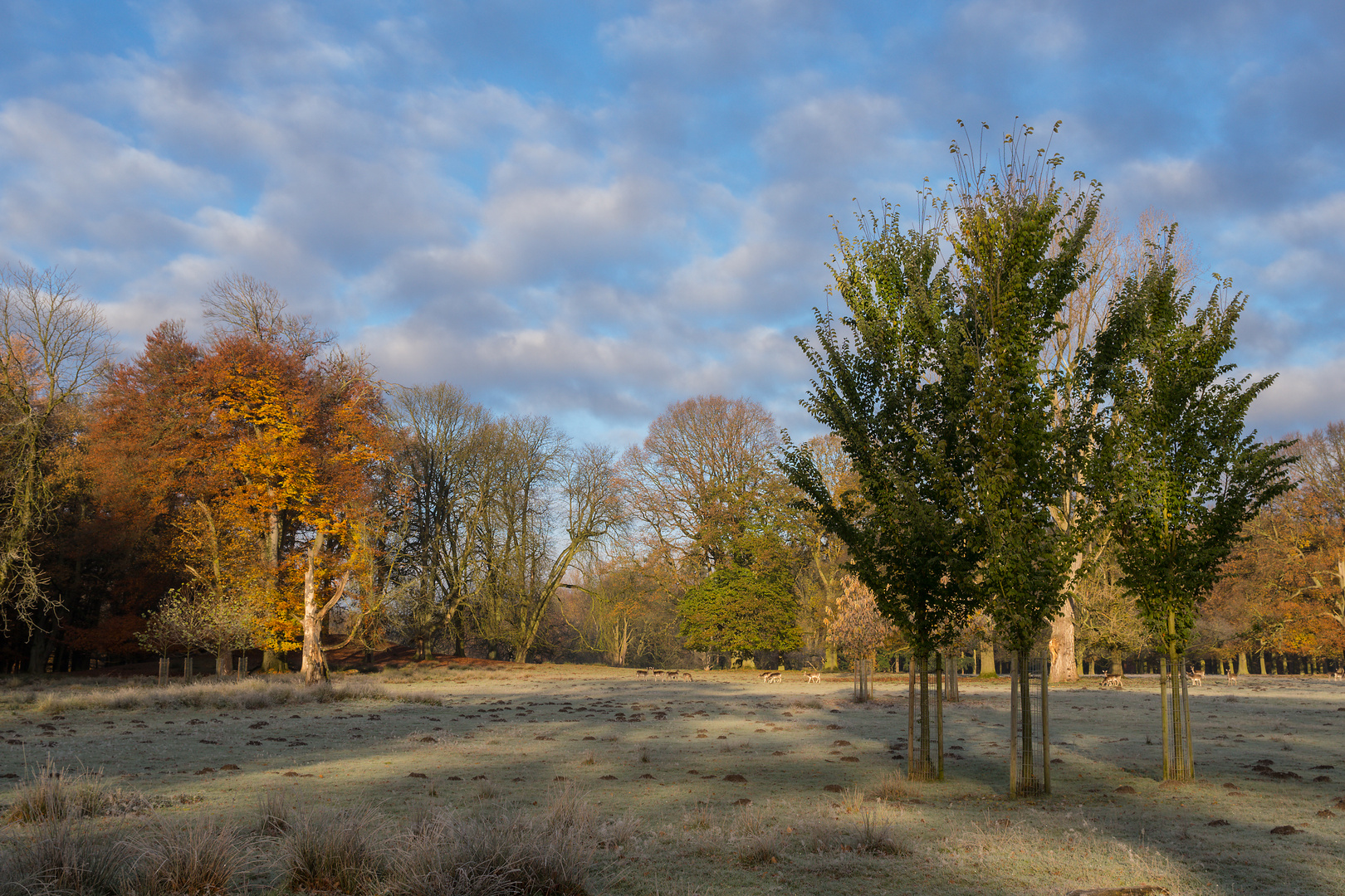 Herbstliche Waldwiese