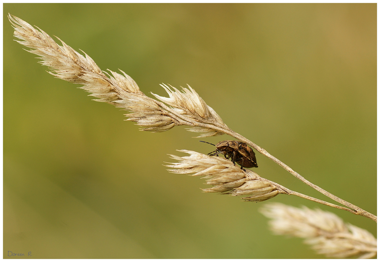 herbstliche Wanze