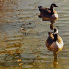 HERBSTLICHE WASSERFARBSPIELE