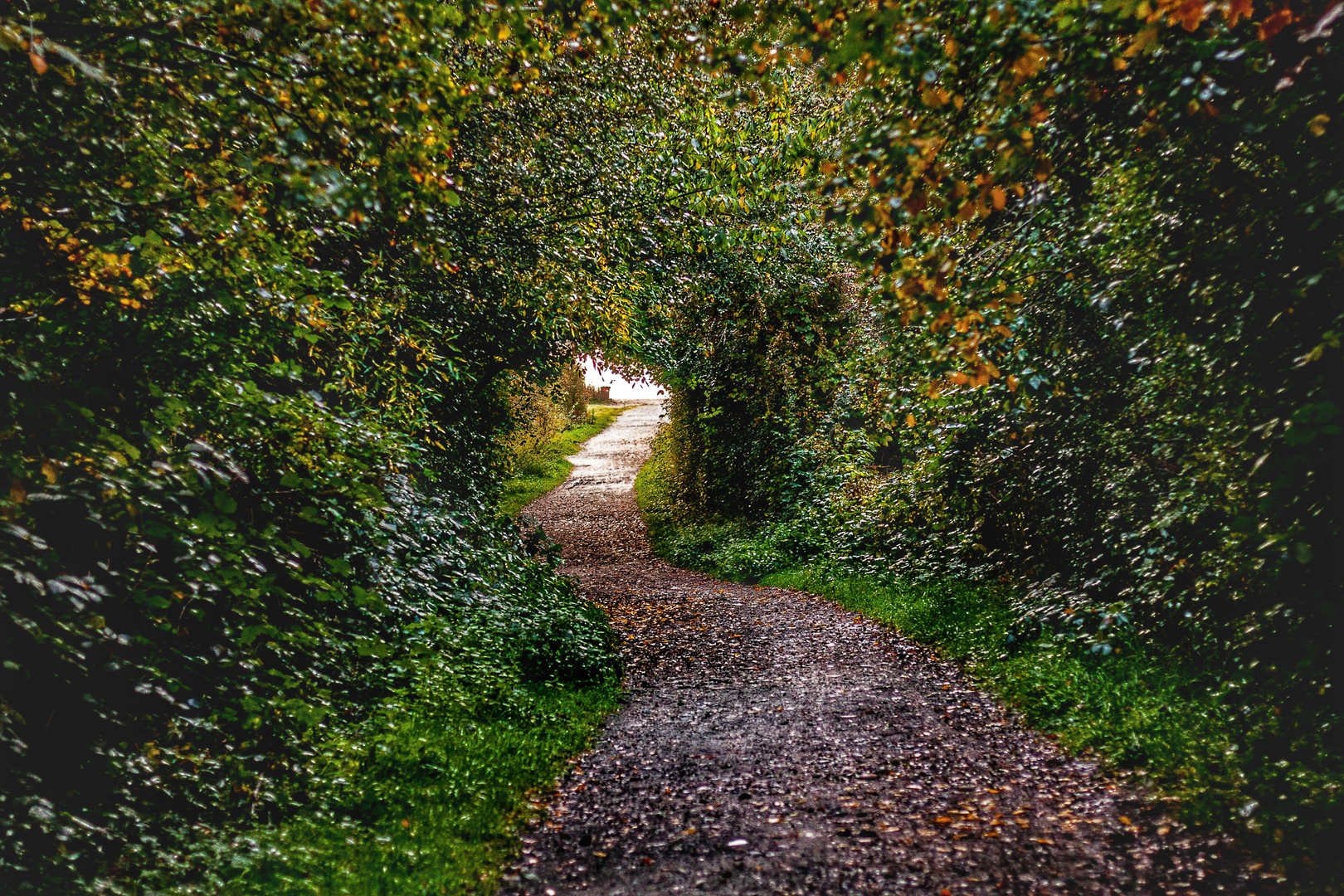 Herbstliche Weg zur Kieler Förde