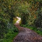 Herbstliche Weg zur Kieler Förde