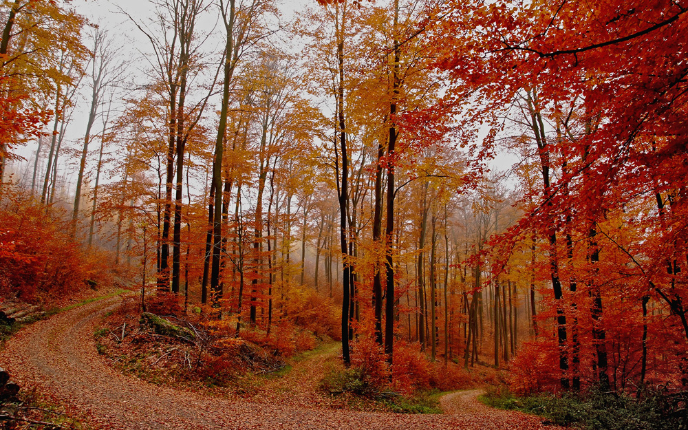 herbstliche Wege