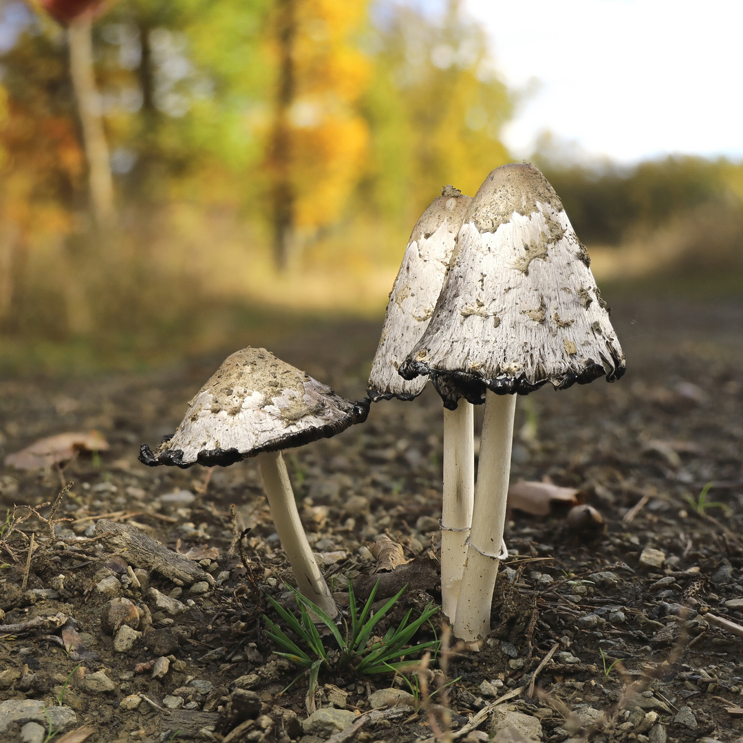 herbstliche Wegelagerei