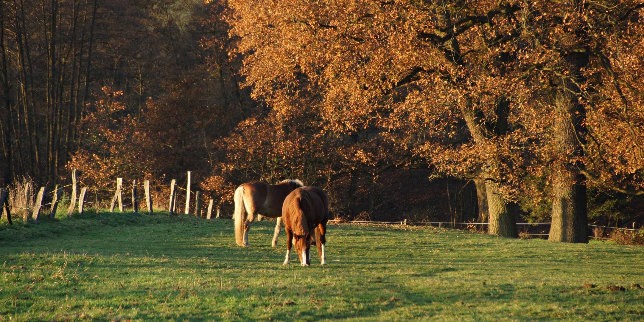 herbstliche Weide am Bachlauf