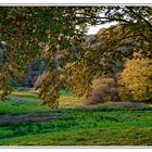 Herbstliche Weidelandschaft