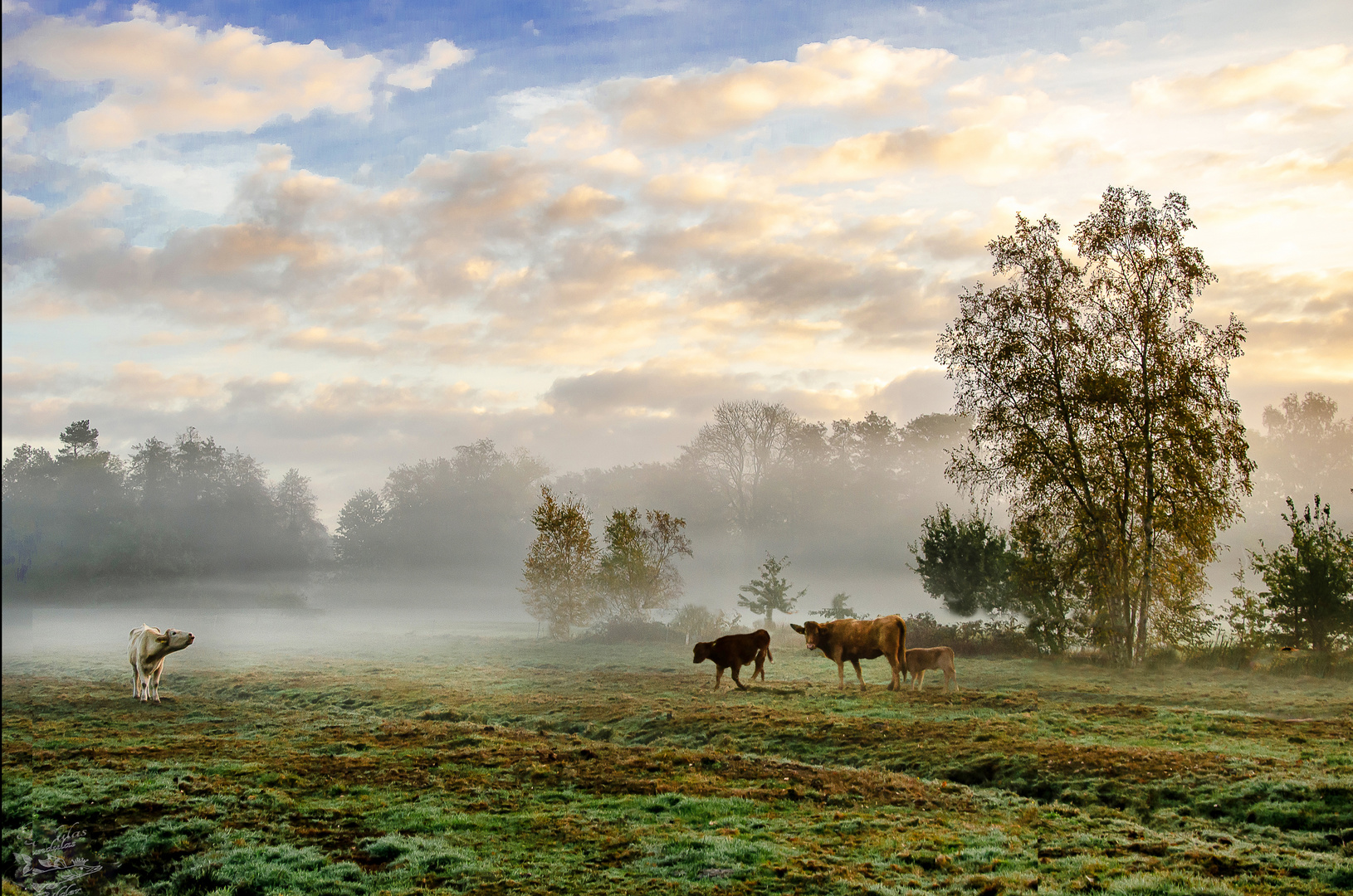 Herbstliche Weiden